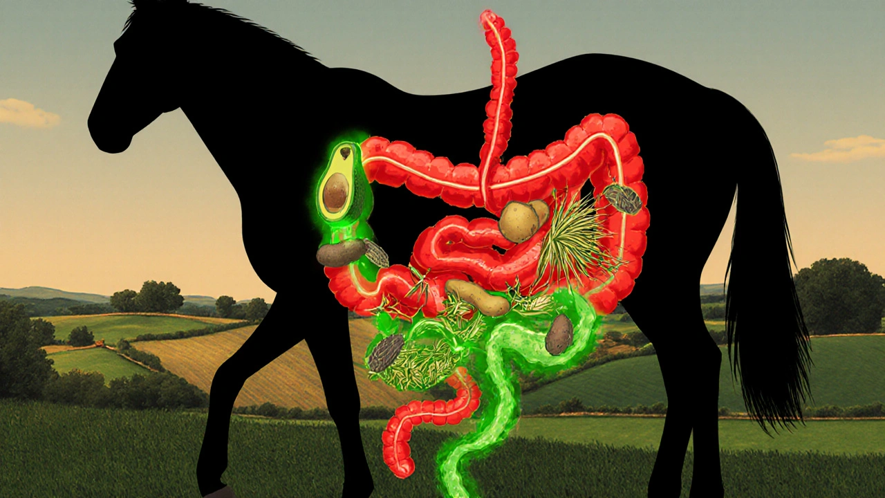 Srovnání bezpečného a nebezpečného jídla v trávicím systému koně.