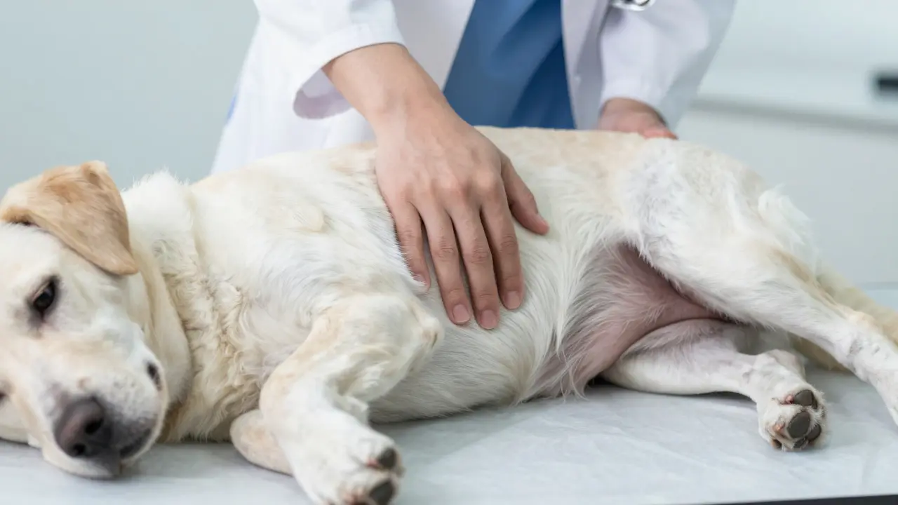 Veterinář zkoumá břicho psa na klinice